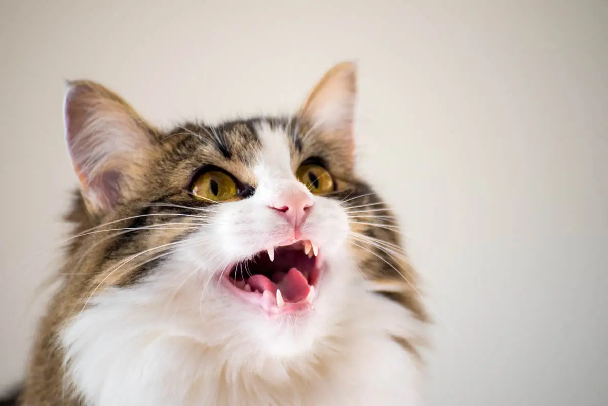 Warum weinst du meine Katze?