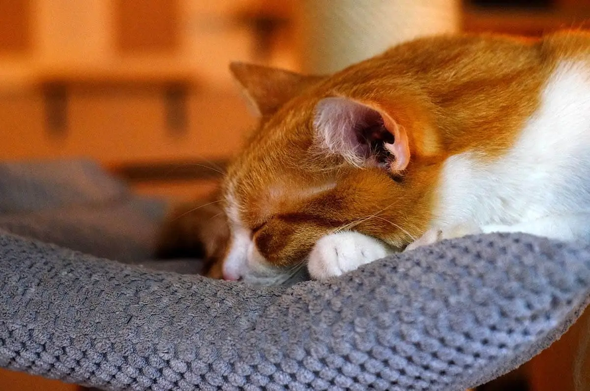 Provide a safe space for cats