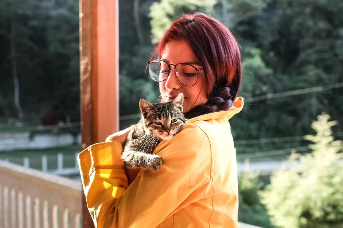 Provide human-cat social interaction