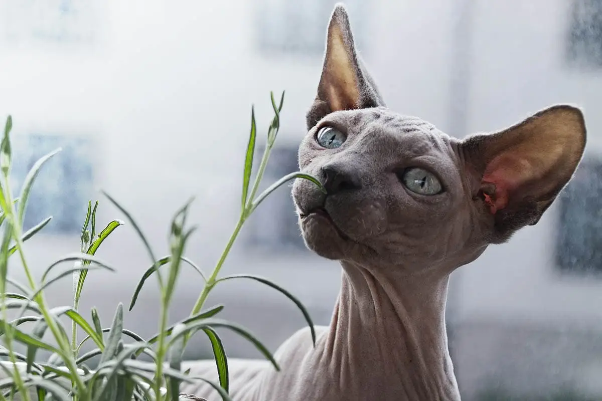 Respect a cat