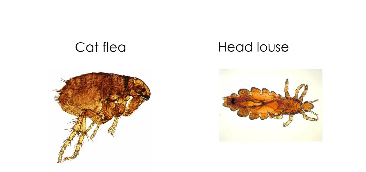 difference between a cat flea and a head louse