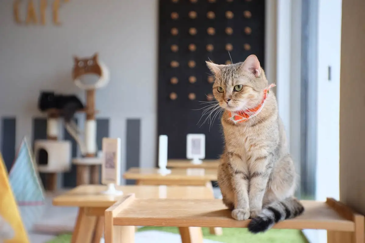 CAFE CAT CAT CAT 2022 - CAT CAFE בכל רחבי ורדן