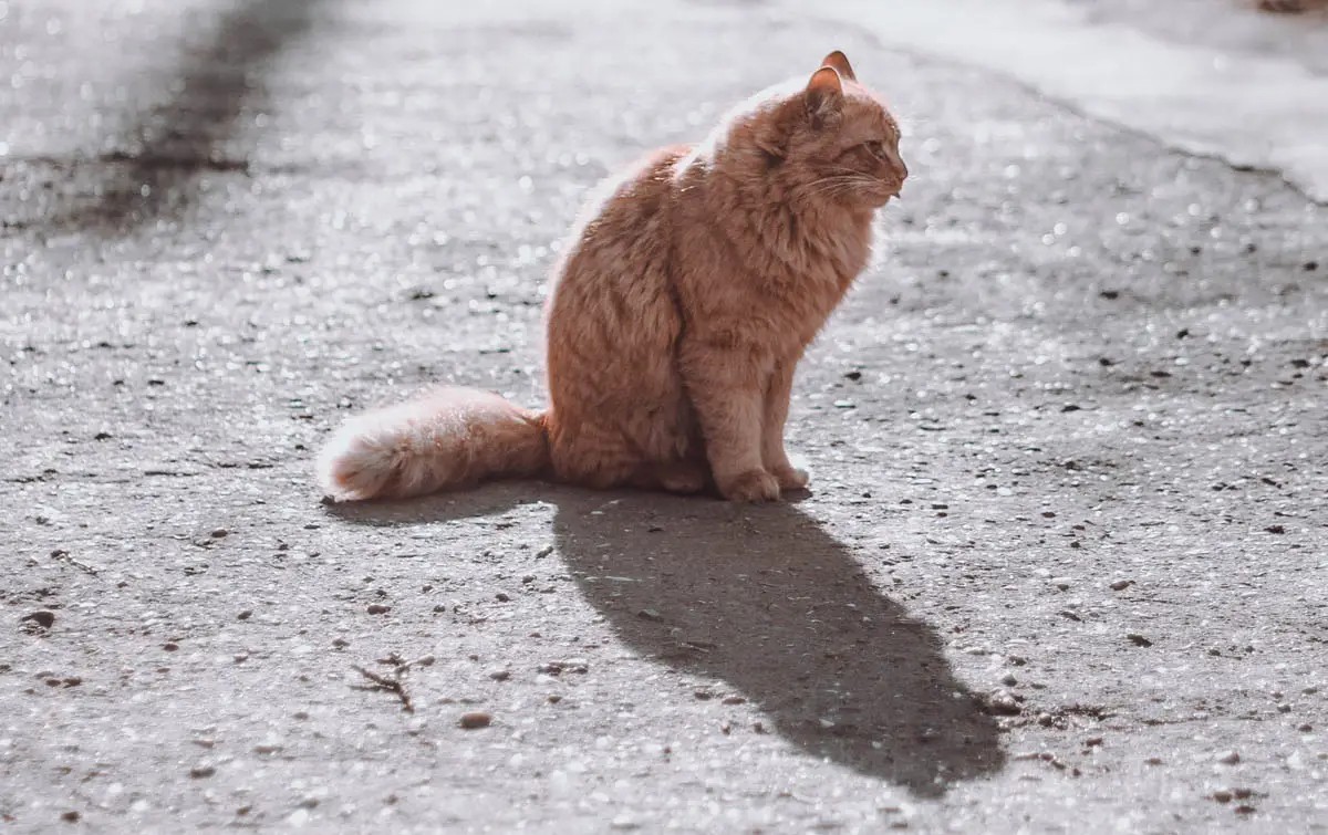 Hvad gør du, når du finder en død kat på vej?