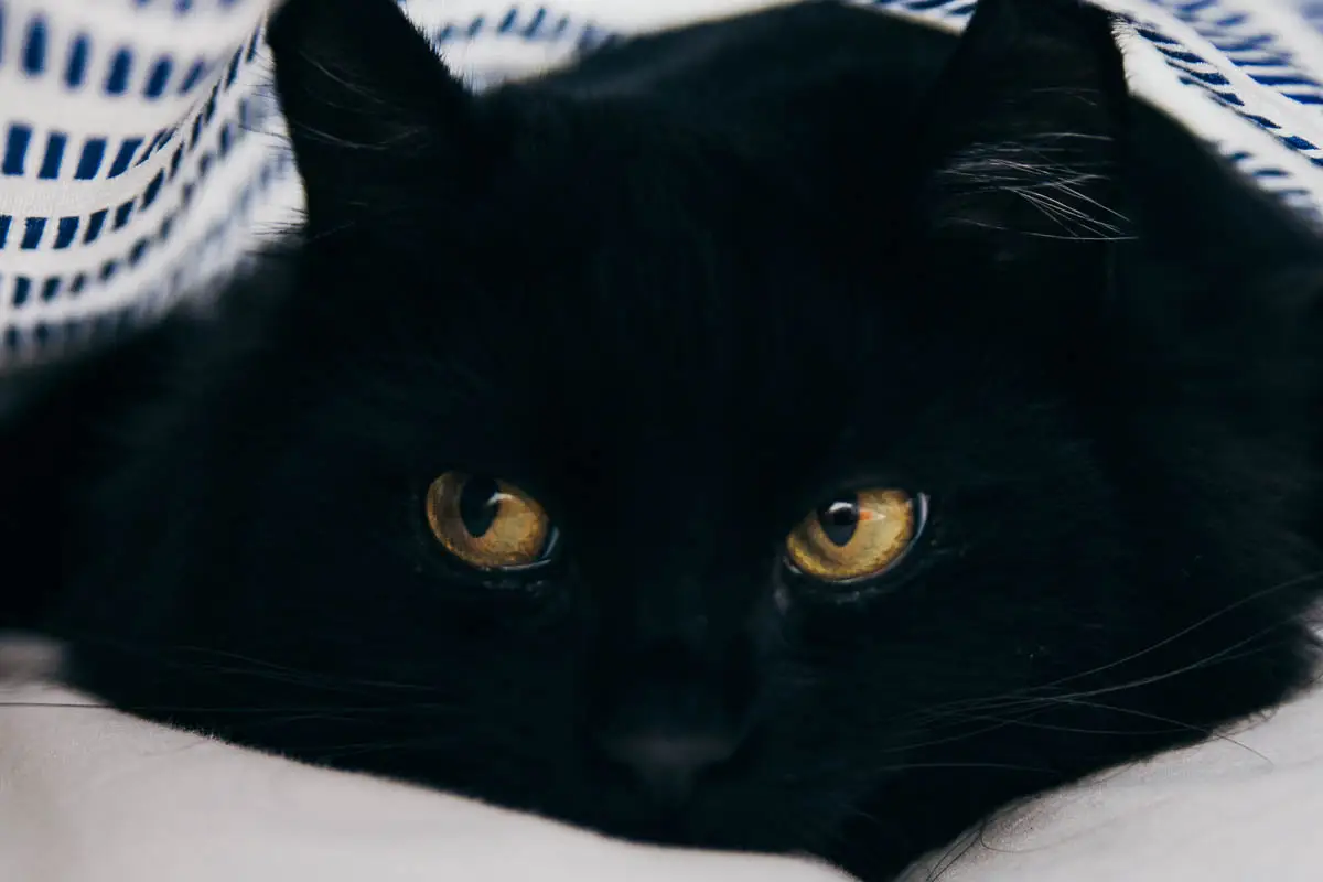 Black cat eye colour