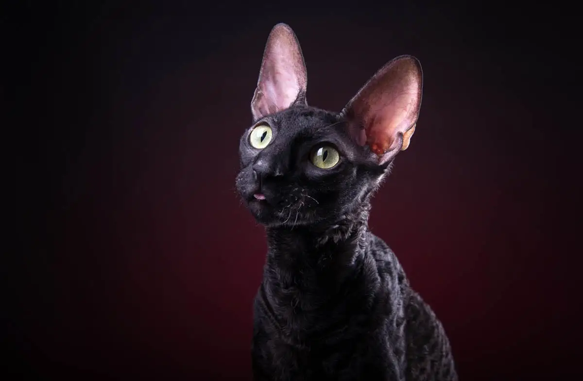 Black Cornish Rex