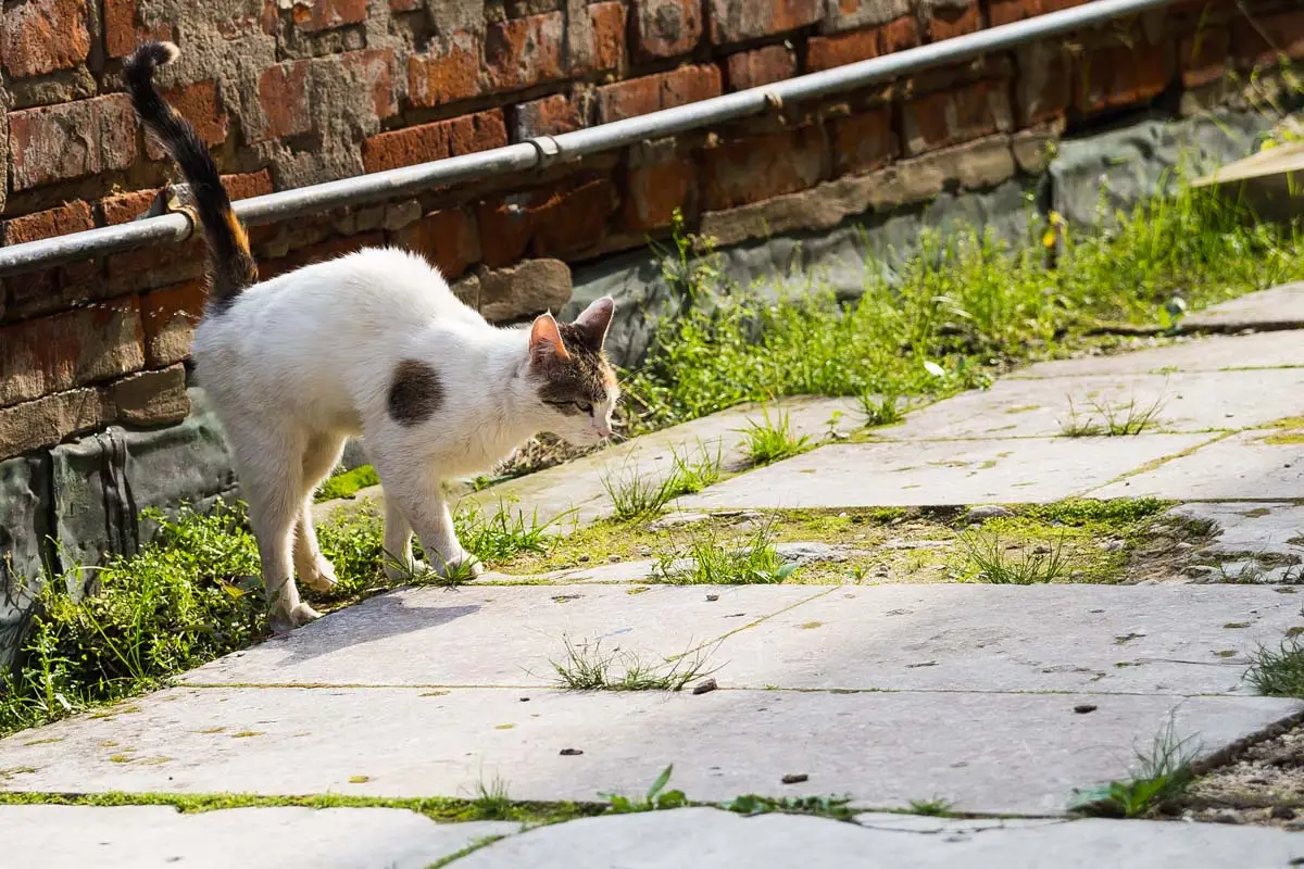 Cat spraying
