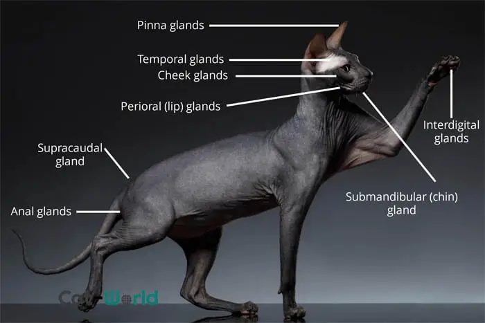 Cat scent glands