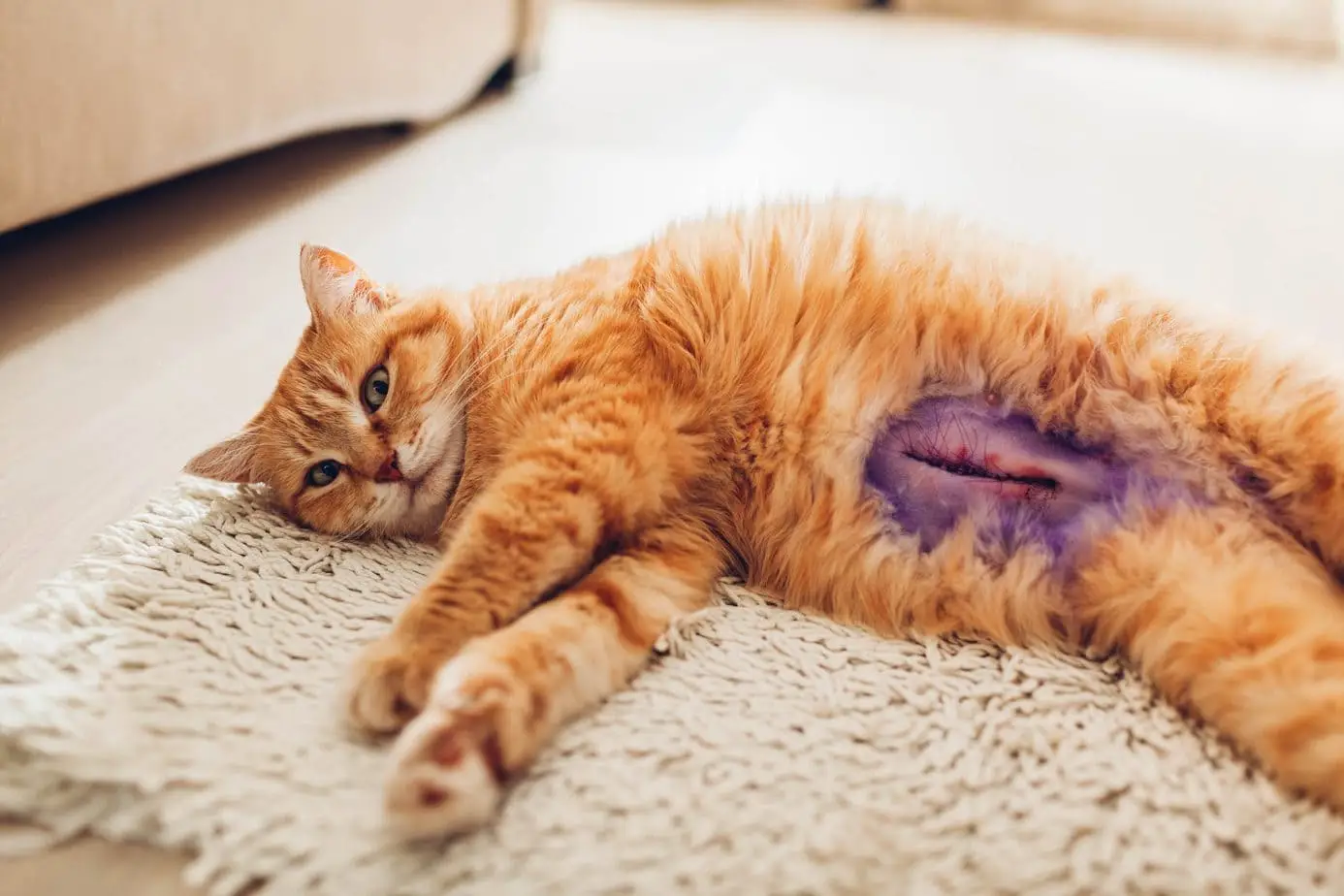 Spayed cat incision