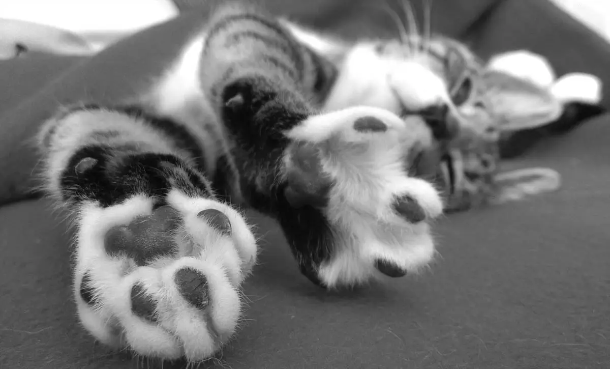 First days at home with a new kitten