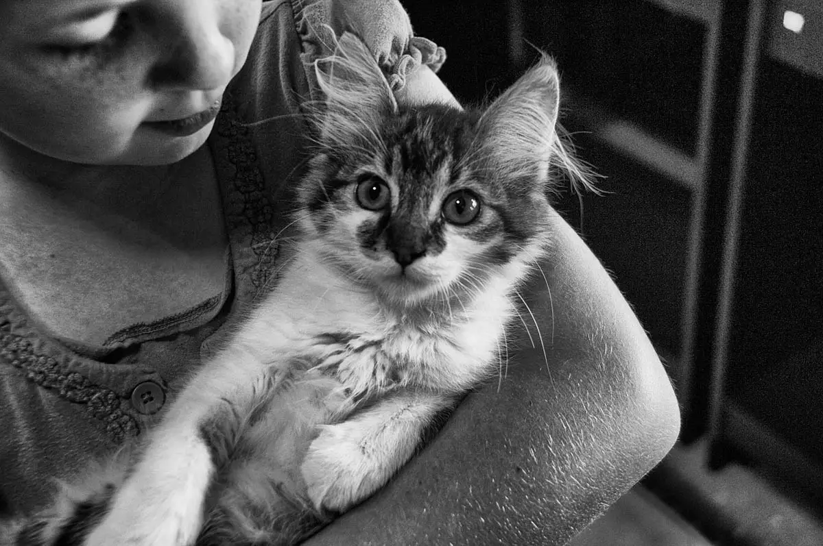 Introducing a kitten to children