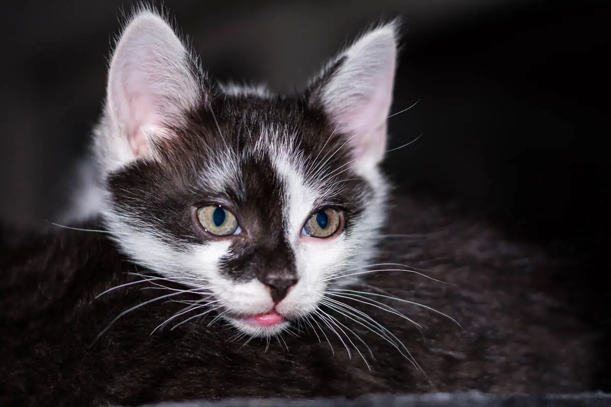 First few days with a kitten