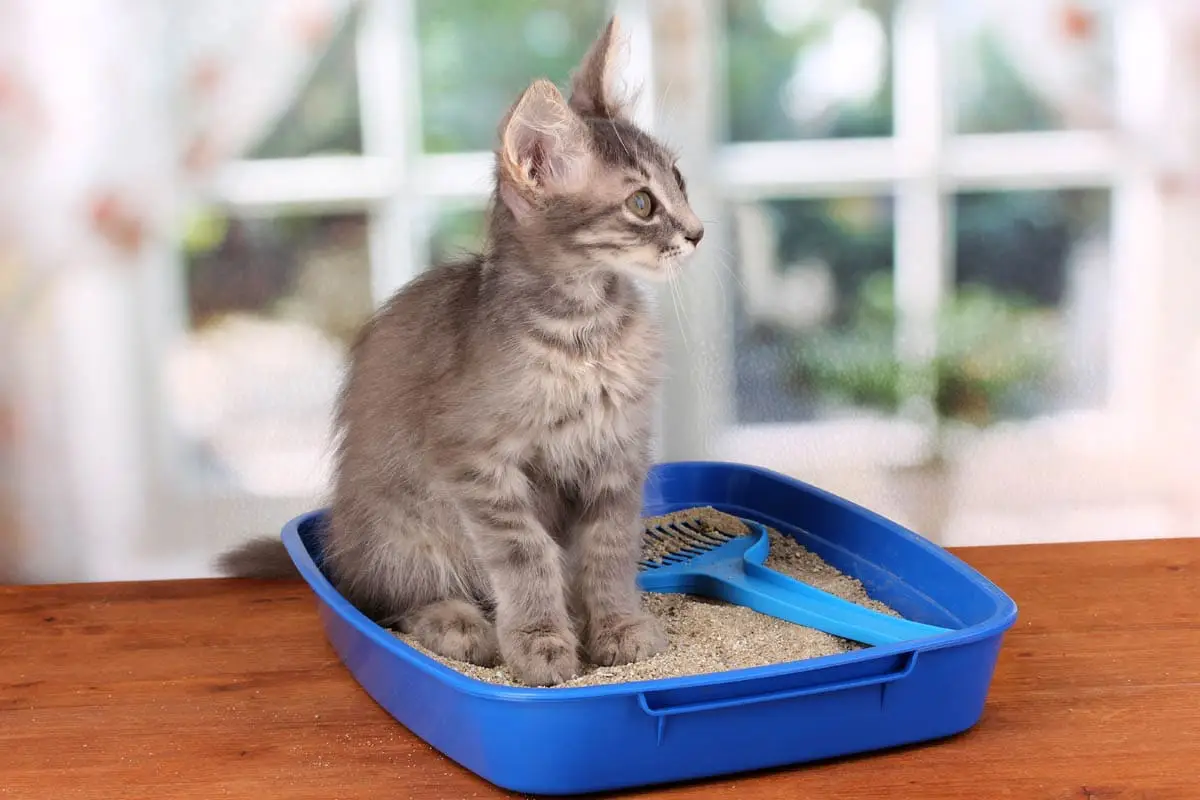 Litter tray