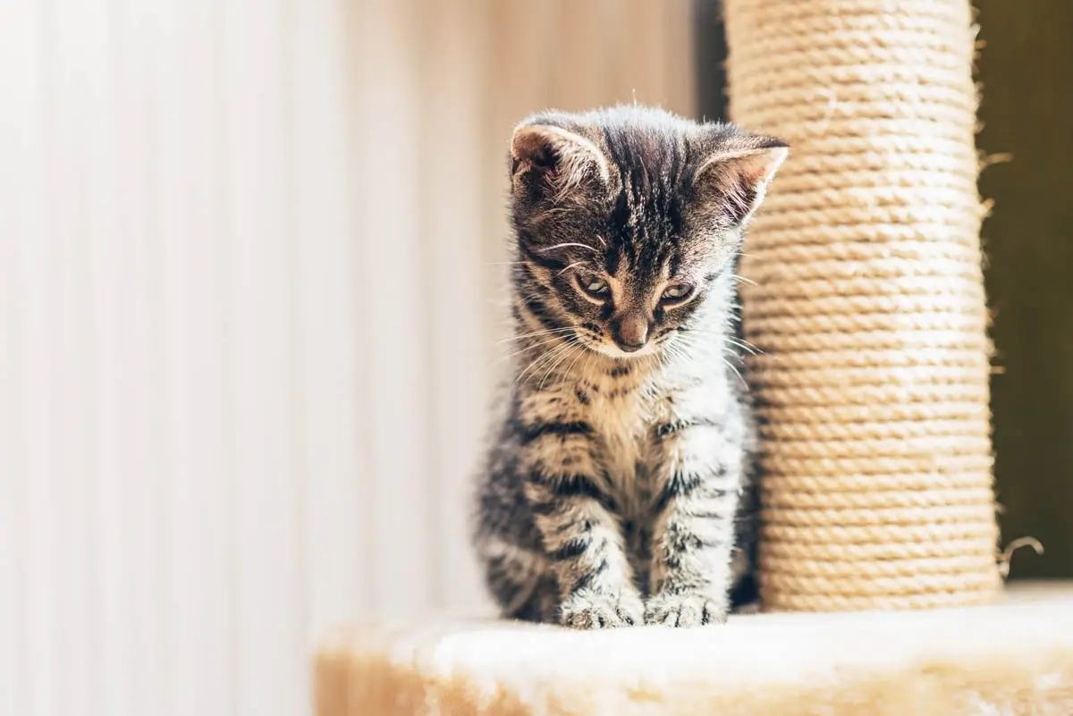 Kitting on a scratching post