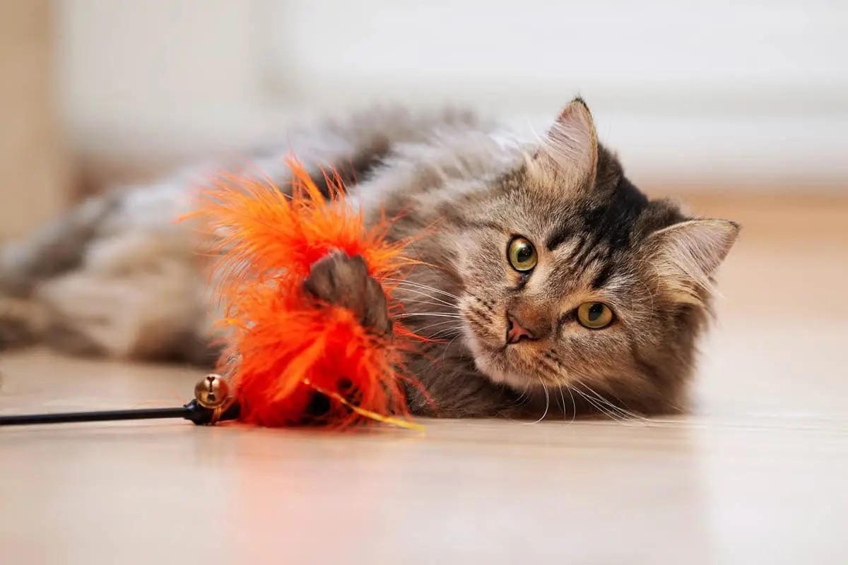Cat playing with a feather toy