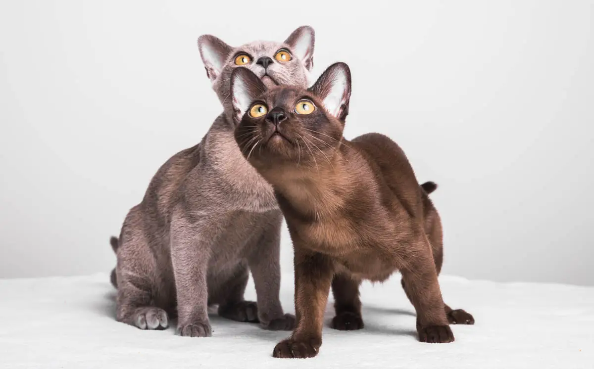 Nuovo elenco di verifica essenziale di Gatitos: 16 cose che negano