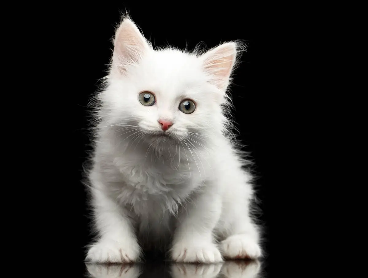 White kitten with green eyes