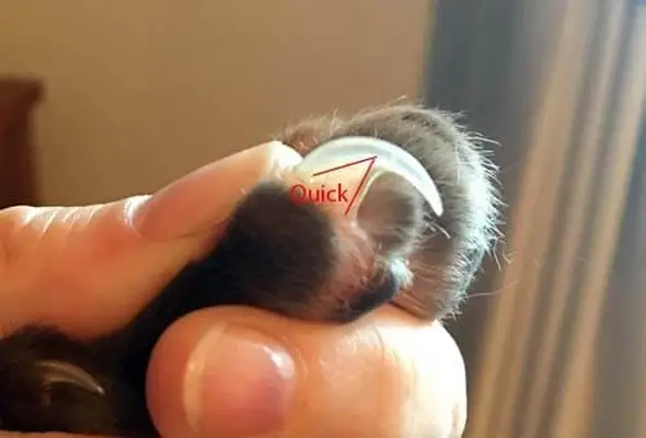 Cat claw