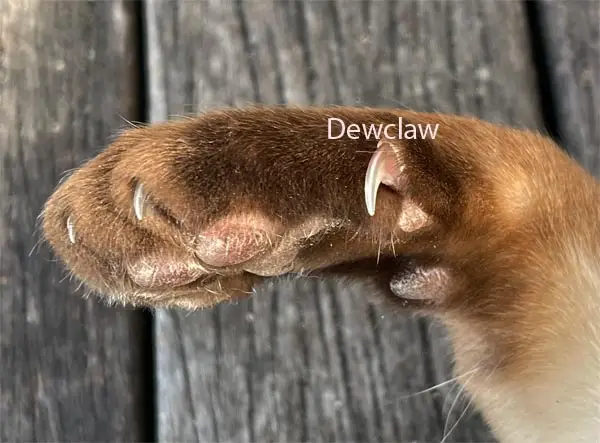 Dewclaw on a cat