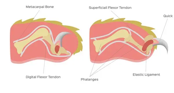 Cat claw anatomy