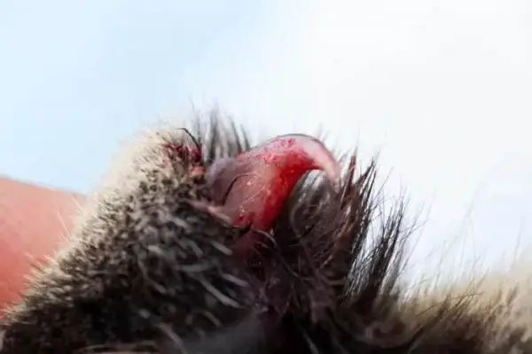Torn claw in cats