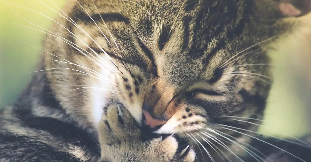 Cat chewing claws