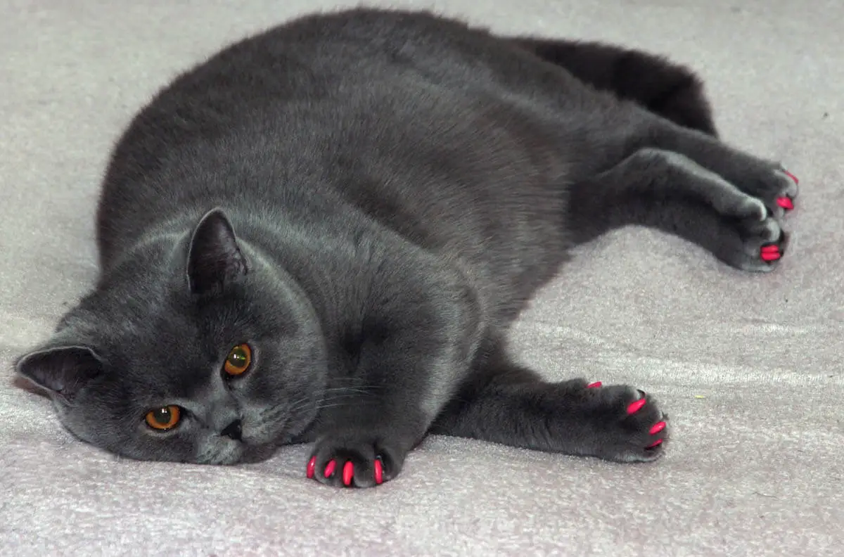 Claw covers for cats