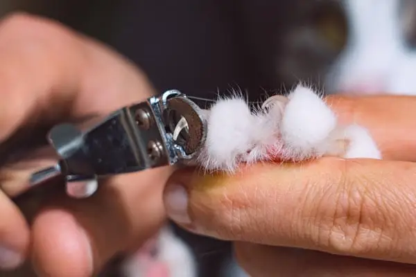 Trimming cat claws