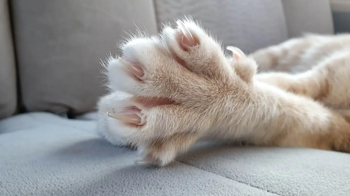 Kattenkatten: anatomie, disfunctie en ziekte