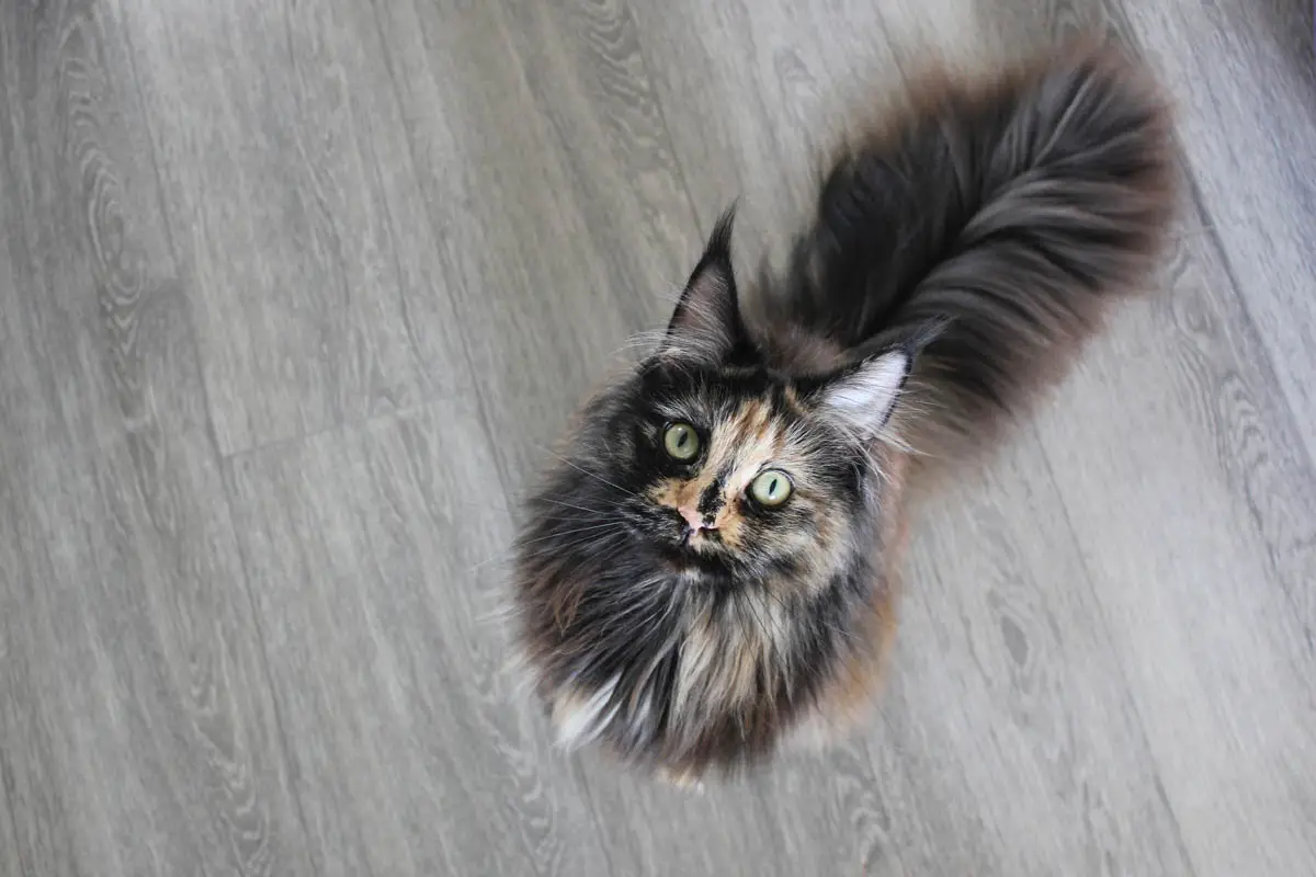 How long do cats live?