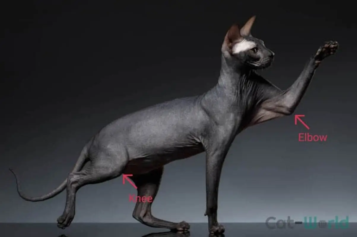 Do cats have elbows and knees?