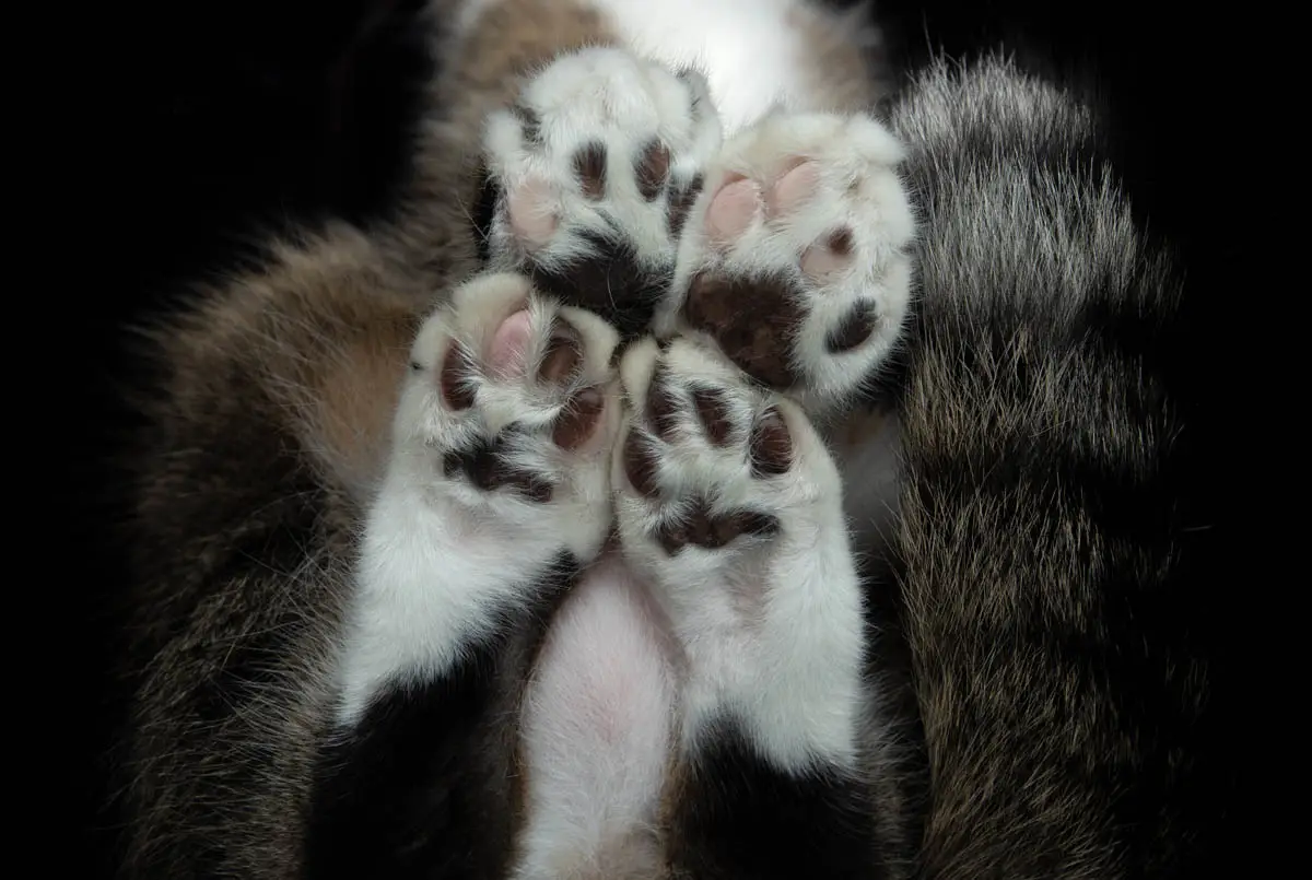 Do cats sweat?