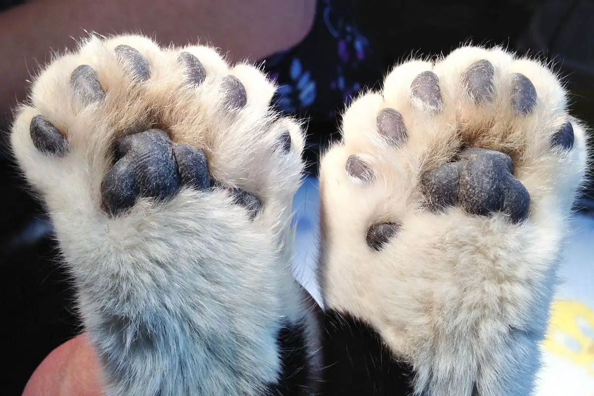 Polyfactile Cats (Hemingway)