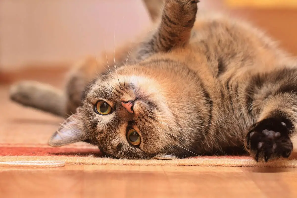 Katze, sterile Katze (obligatorische) Hitze