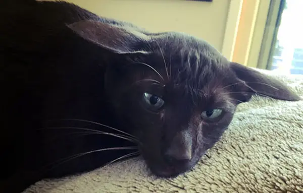 Scared cat