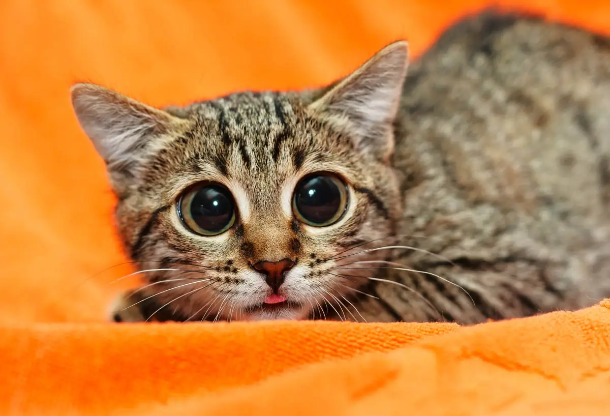Come aiutare un gatto spaventato
