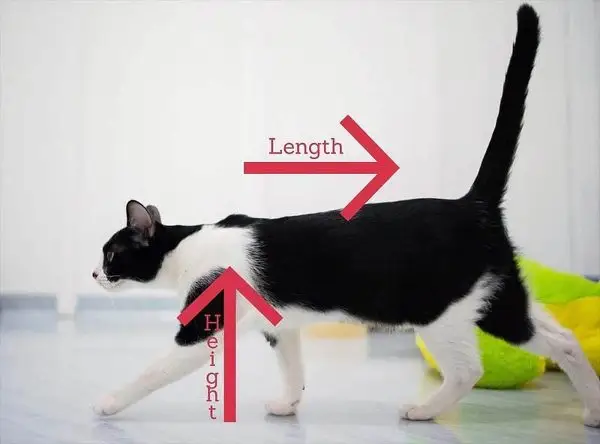 Cat height
