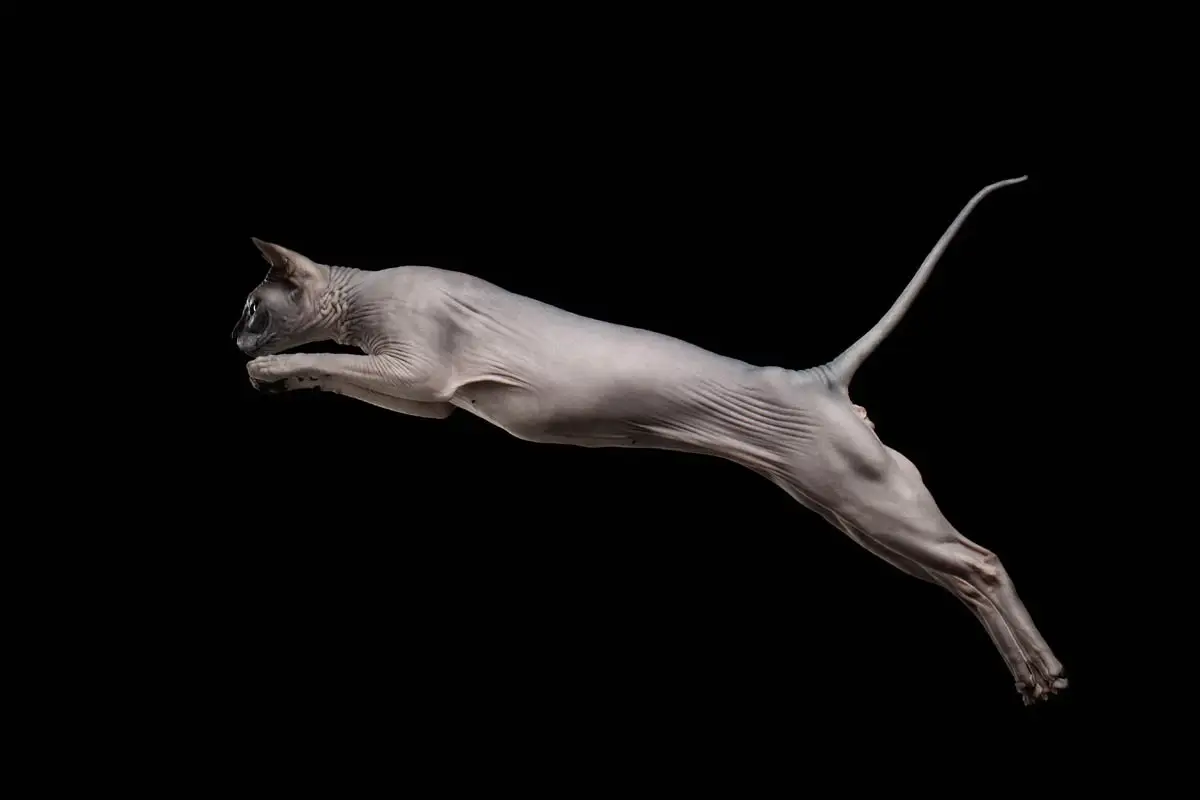 Cat jumping