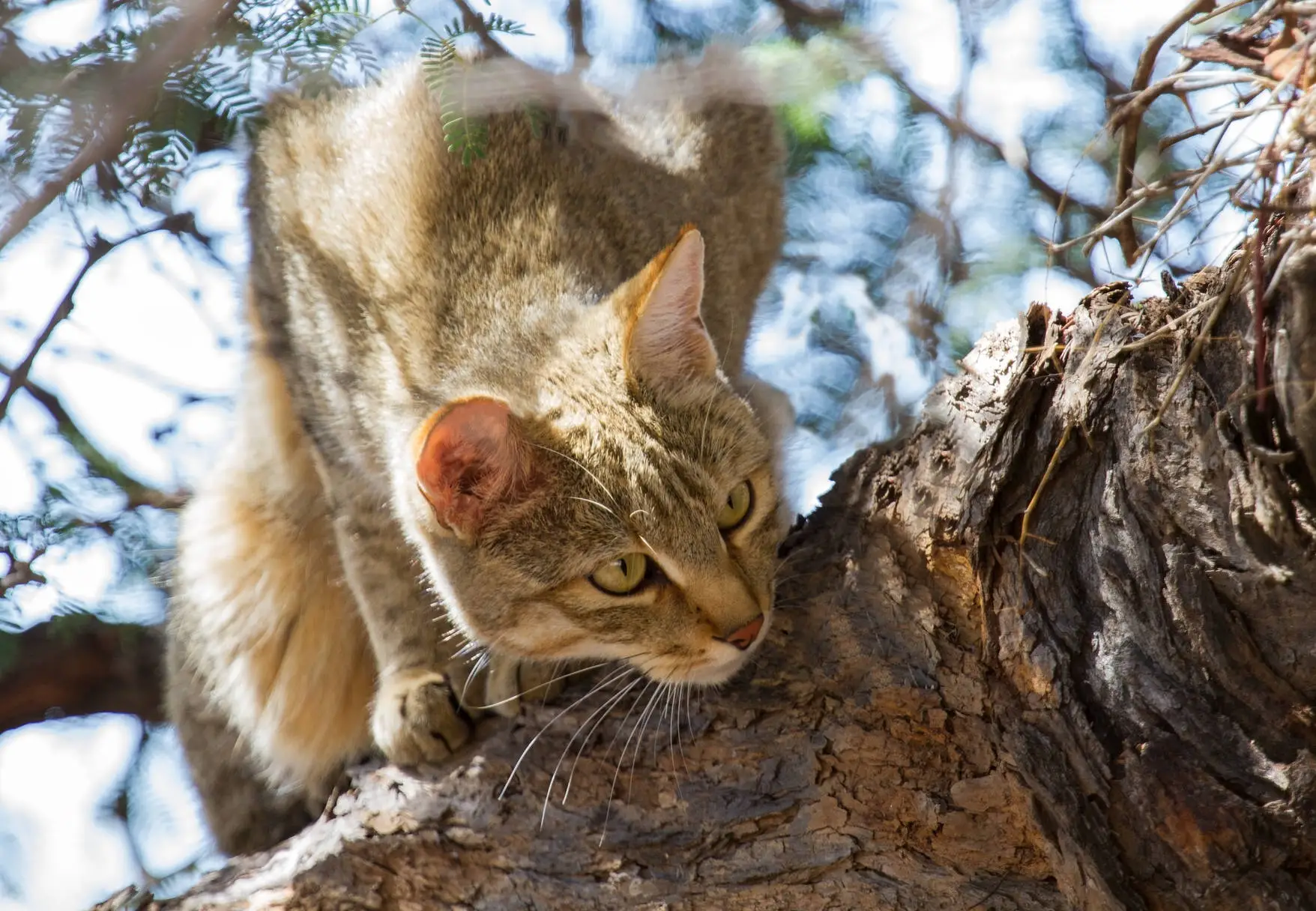 african wildcat jump on tree