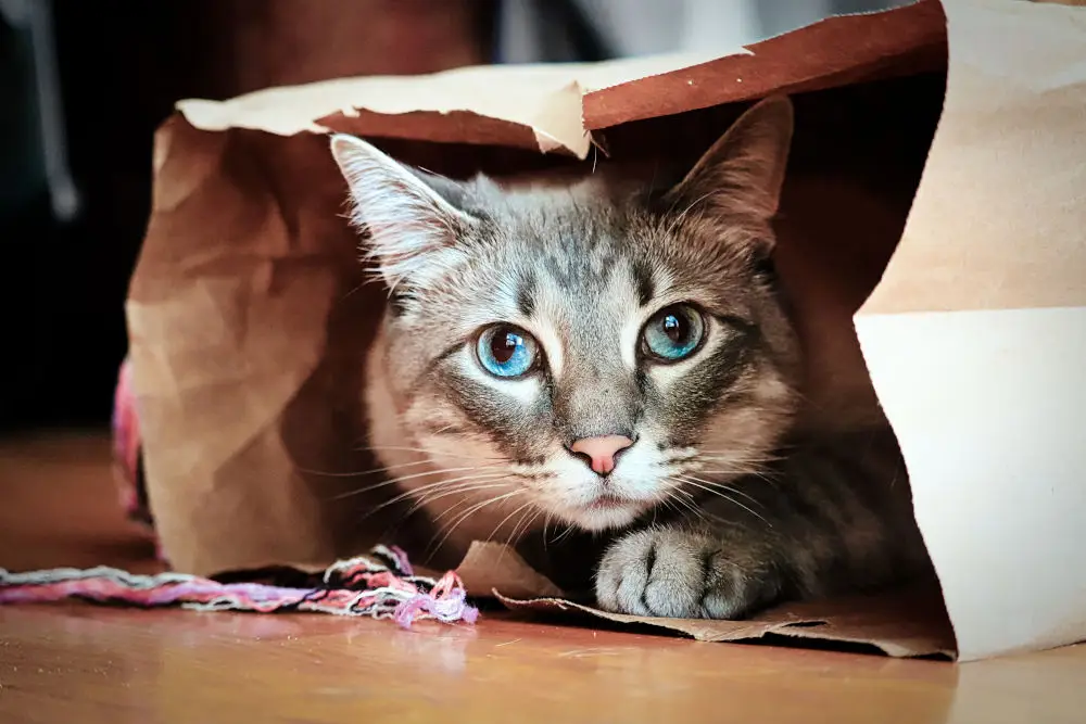 cat hiding in a bag