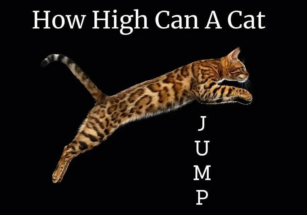 Qual a altura de um gato doméstico pode saltar?
