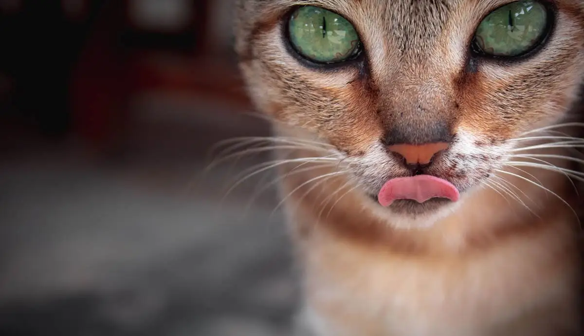 Adotta un giorno degli animali domestici: come puoi aiutare