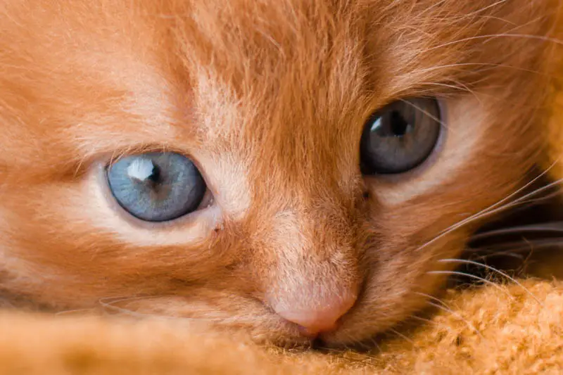 Eye colour changes in a kitten