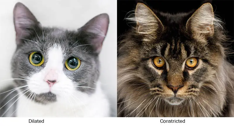 Pupil size in cats