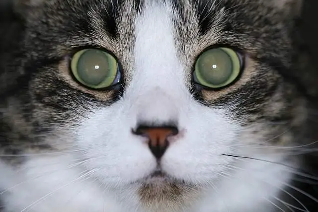 Cataracts in cats