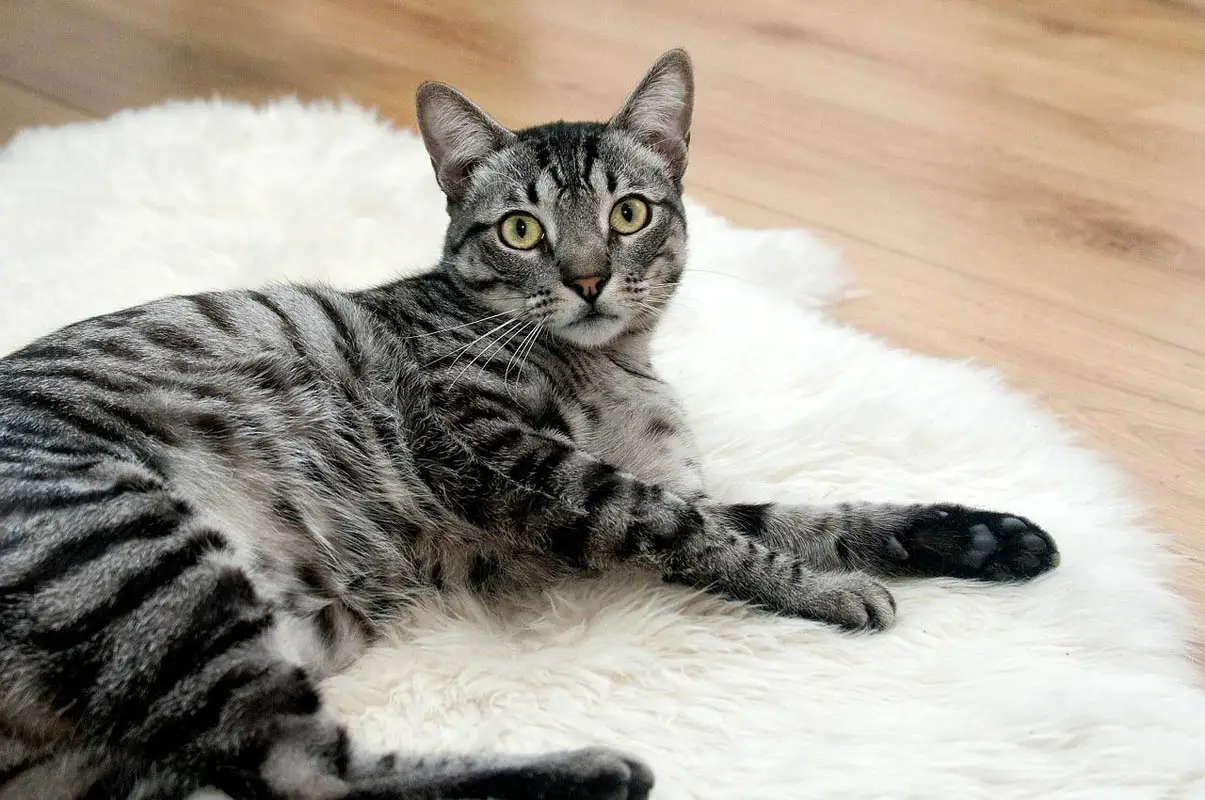 Tabby на 80 различни езика