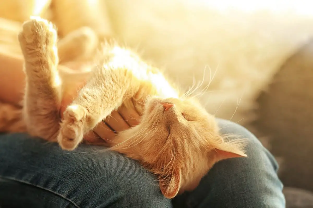 Relaxed cat