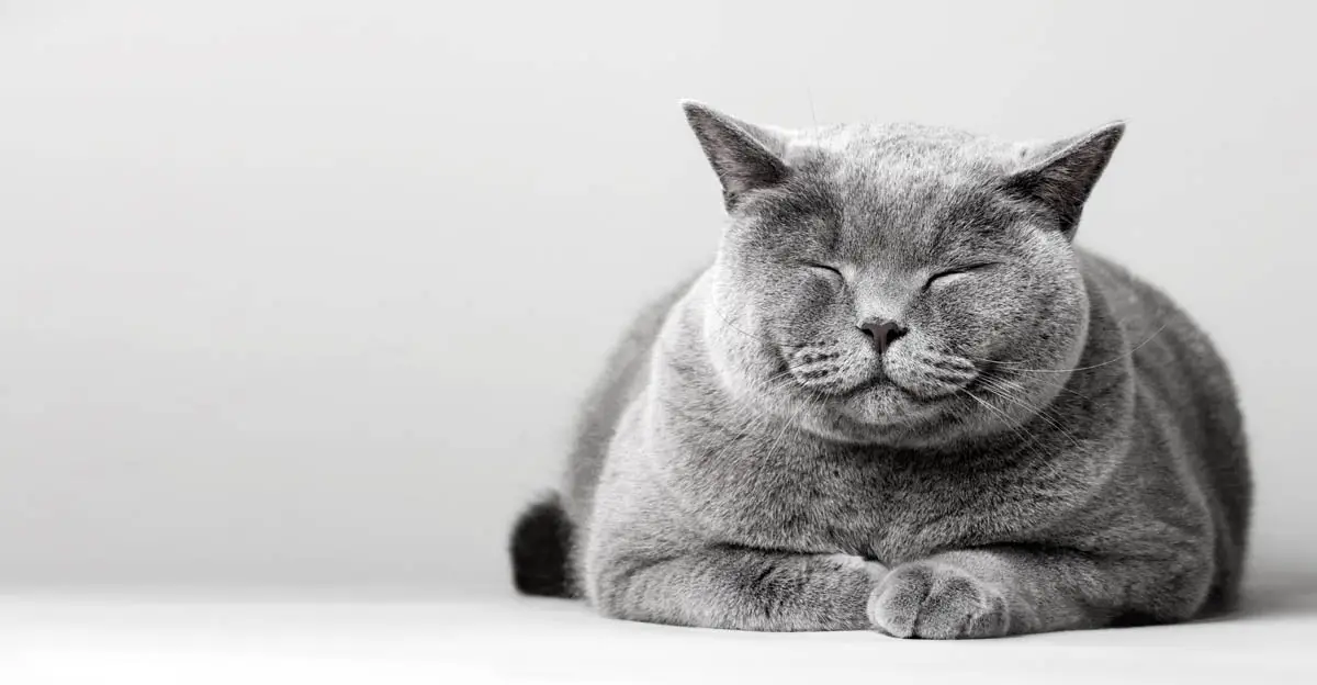 British shorthair