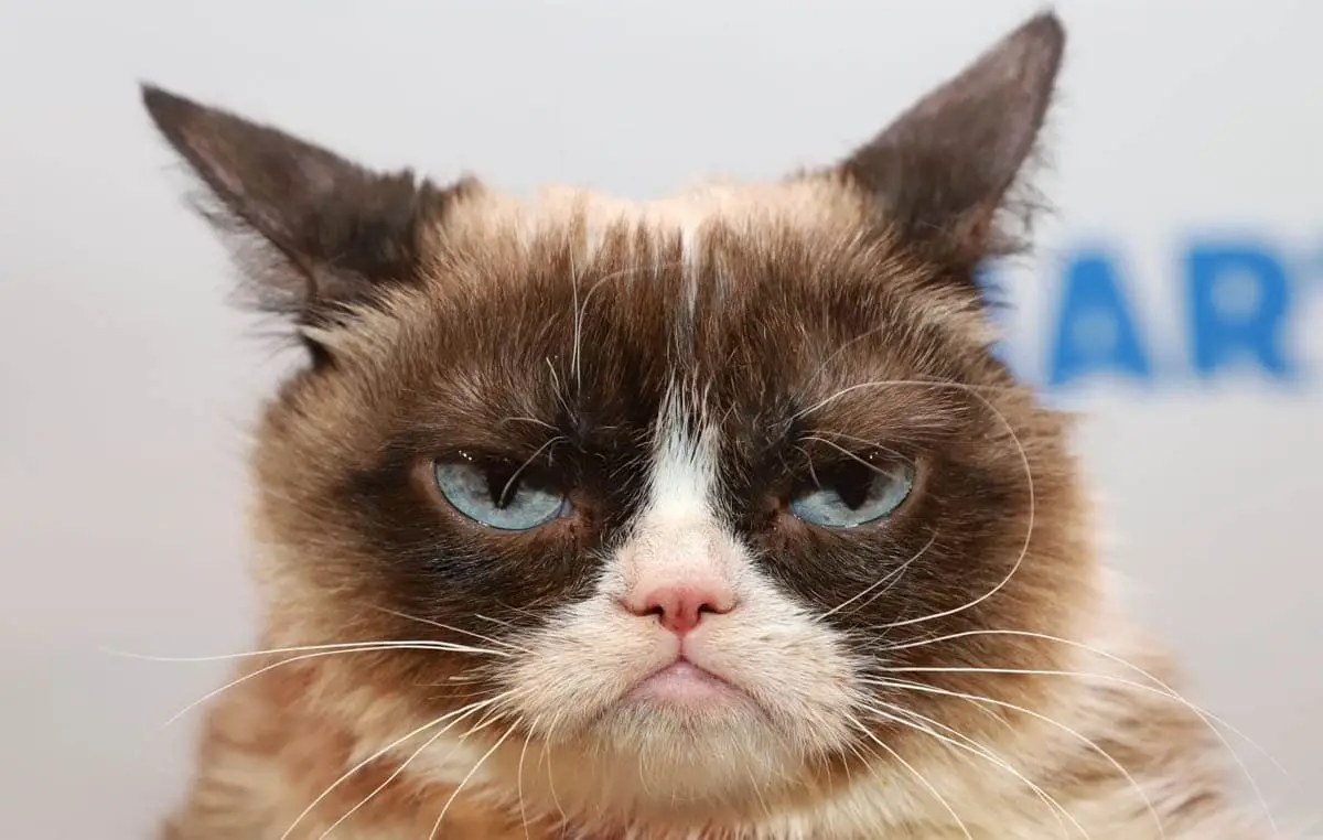 Grumpy cat