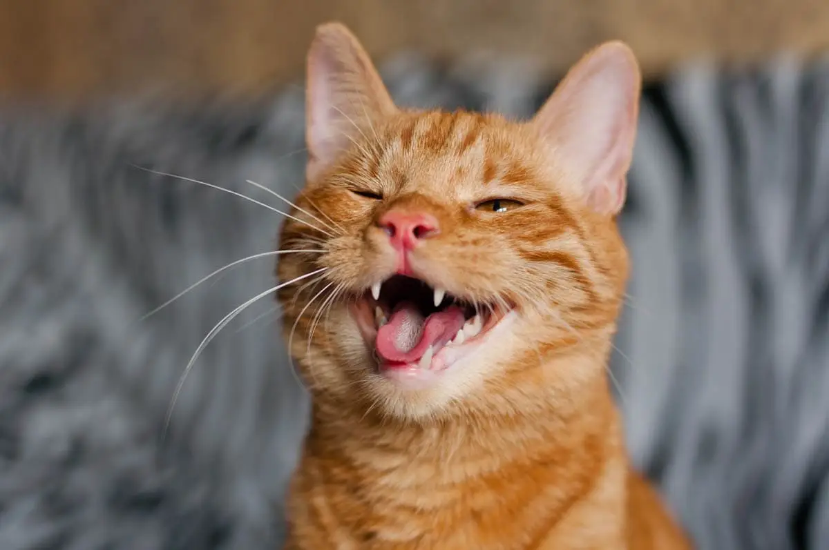 Flehmen response