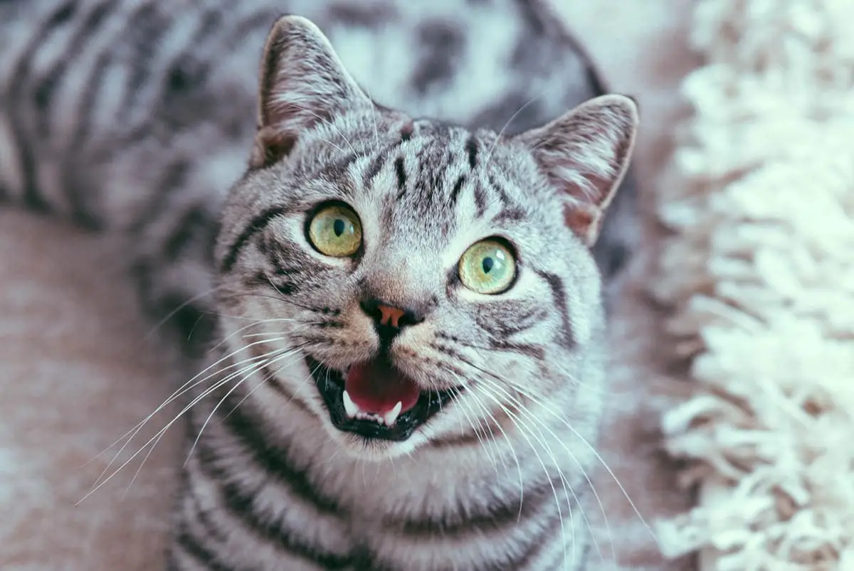 Cat panting